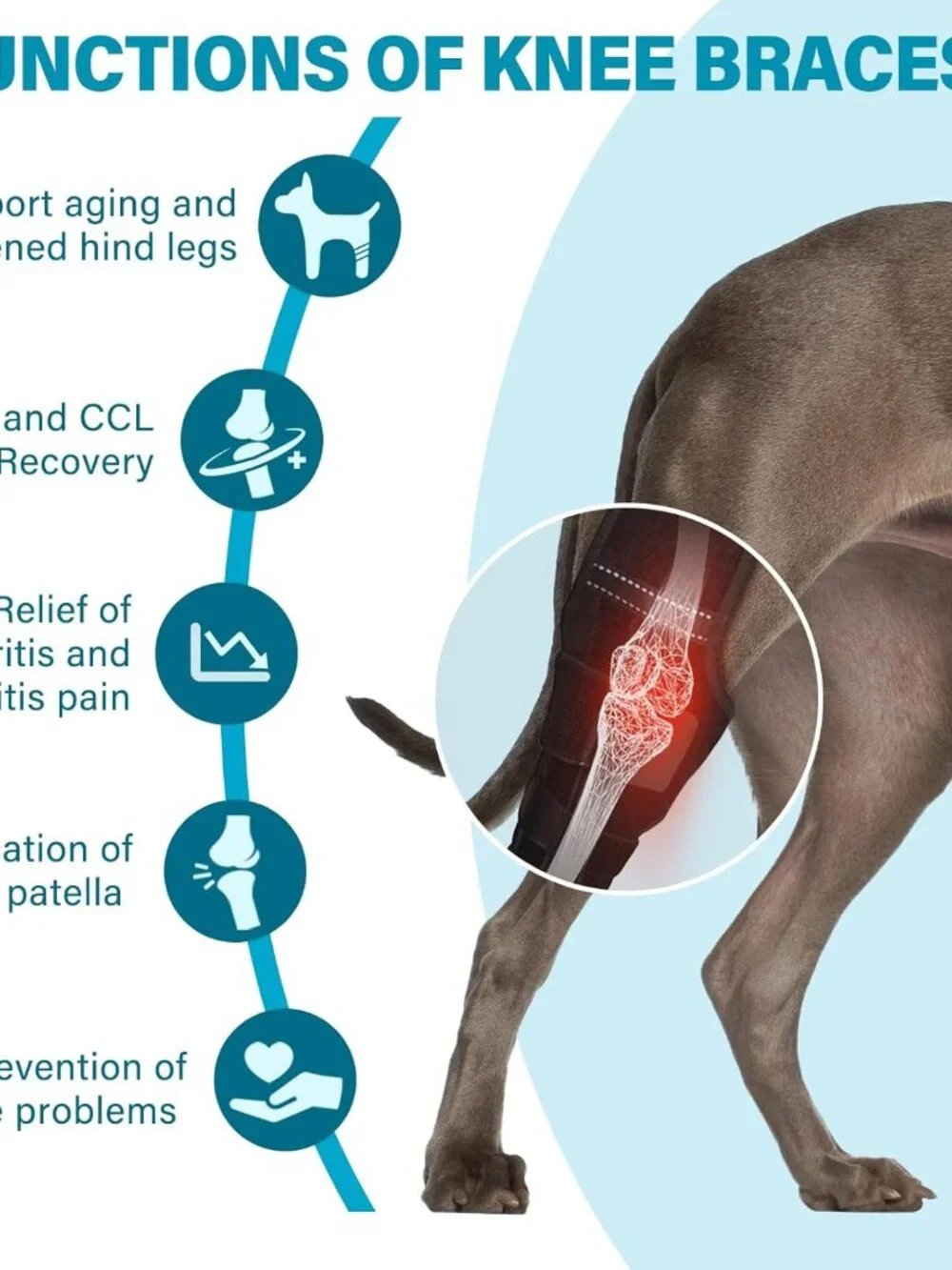 Dog Knee Brace,